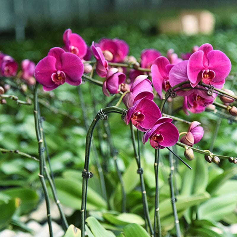 Clips voor planten