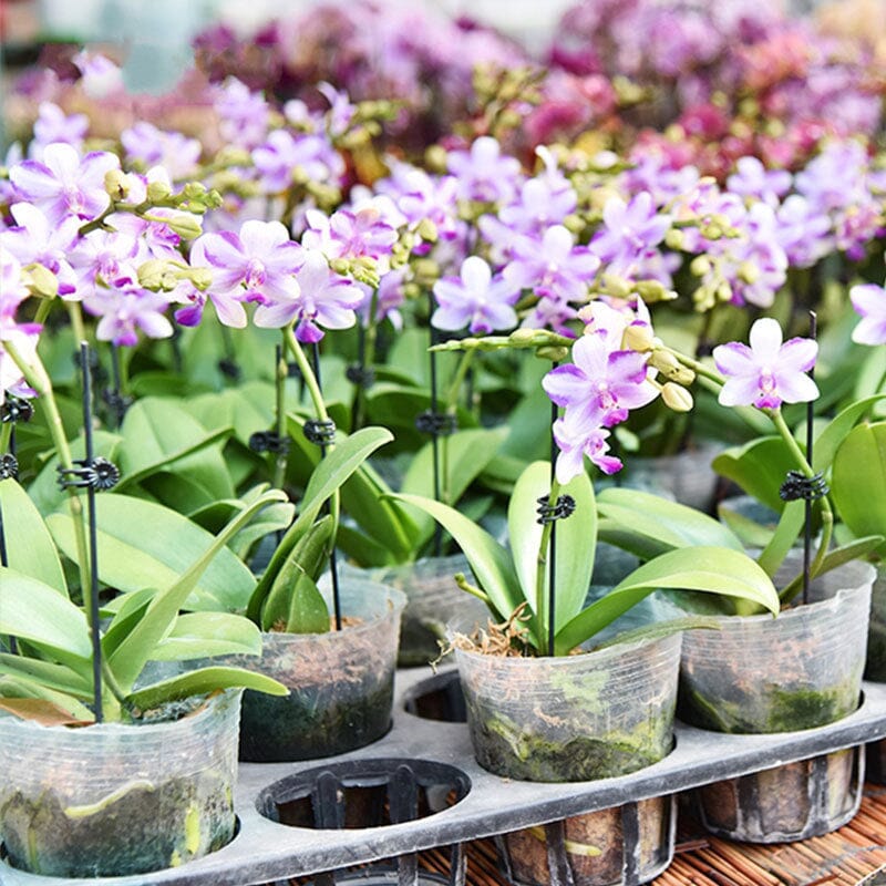 Clips voor planten