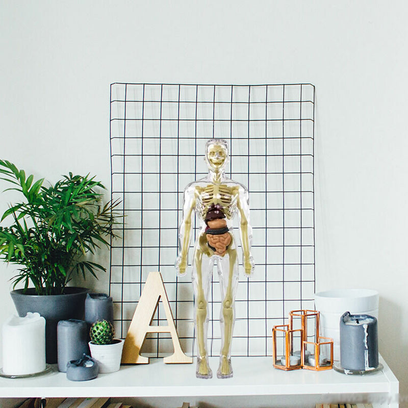 3D-anatomie skeletmodel speelgoed