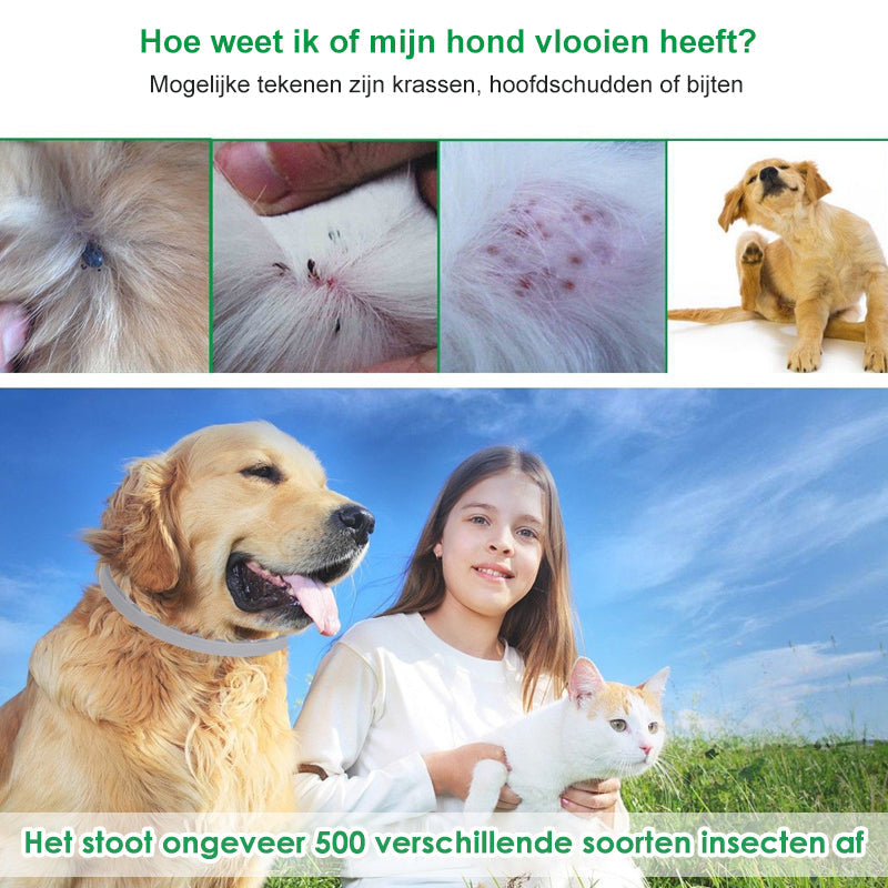 Pro Guard vlooien- en tekenhalsband voor honden