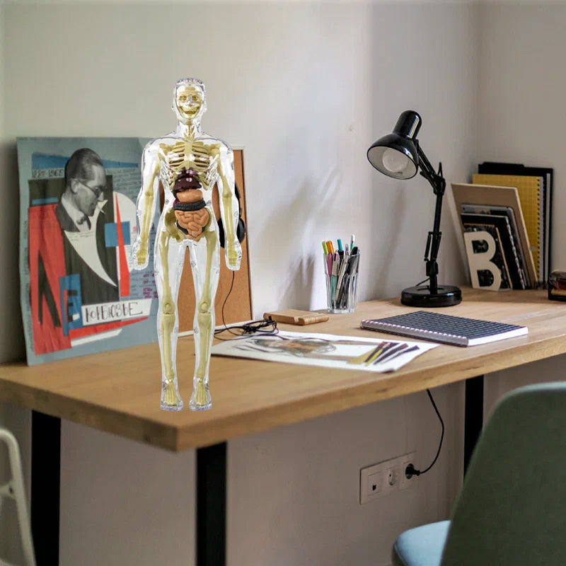 3D-anatomie skeletmodel speelgoed