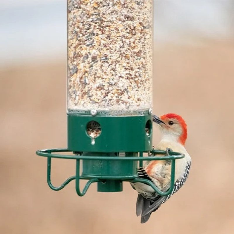 Eekhoorn bestendige vogelvoeder