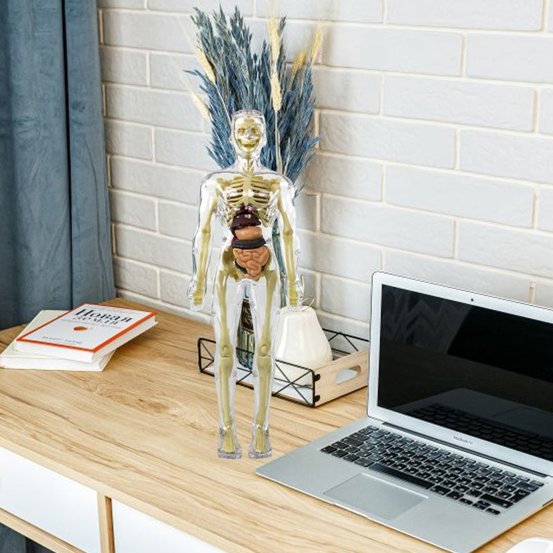 3D-anatomie skeletmodel speelgoed