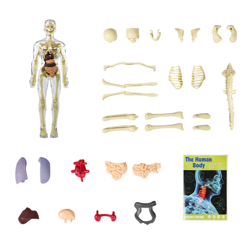 3D-anatomie skeletmodel speelgoed