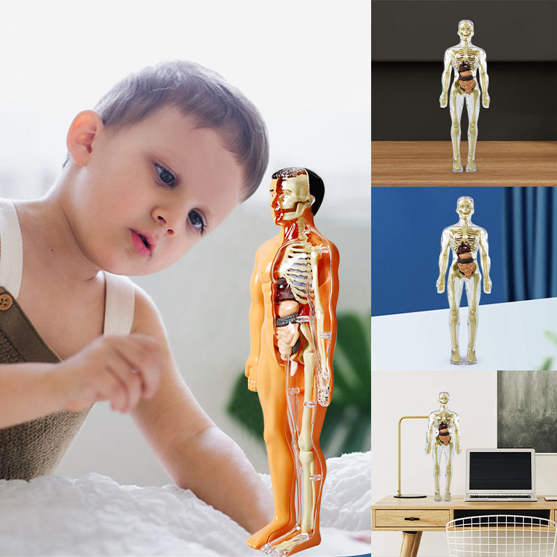 3D-anatomie skeletmodel speelgoed